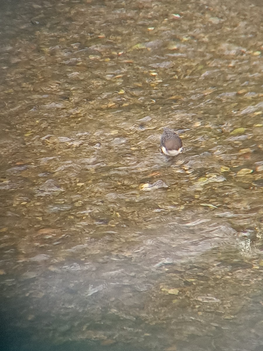 Wasseramsel - ML642875178