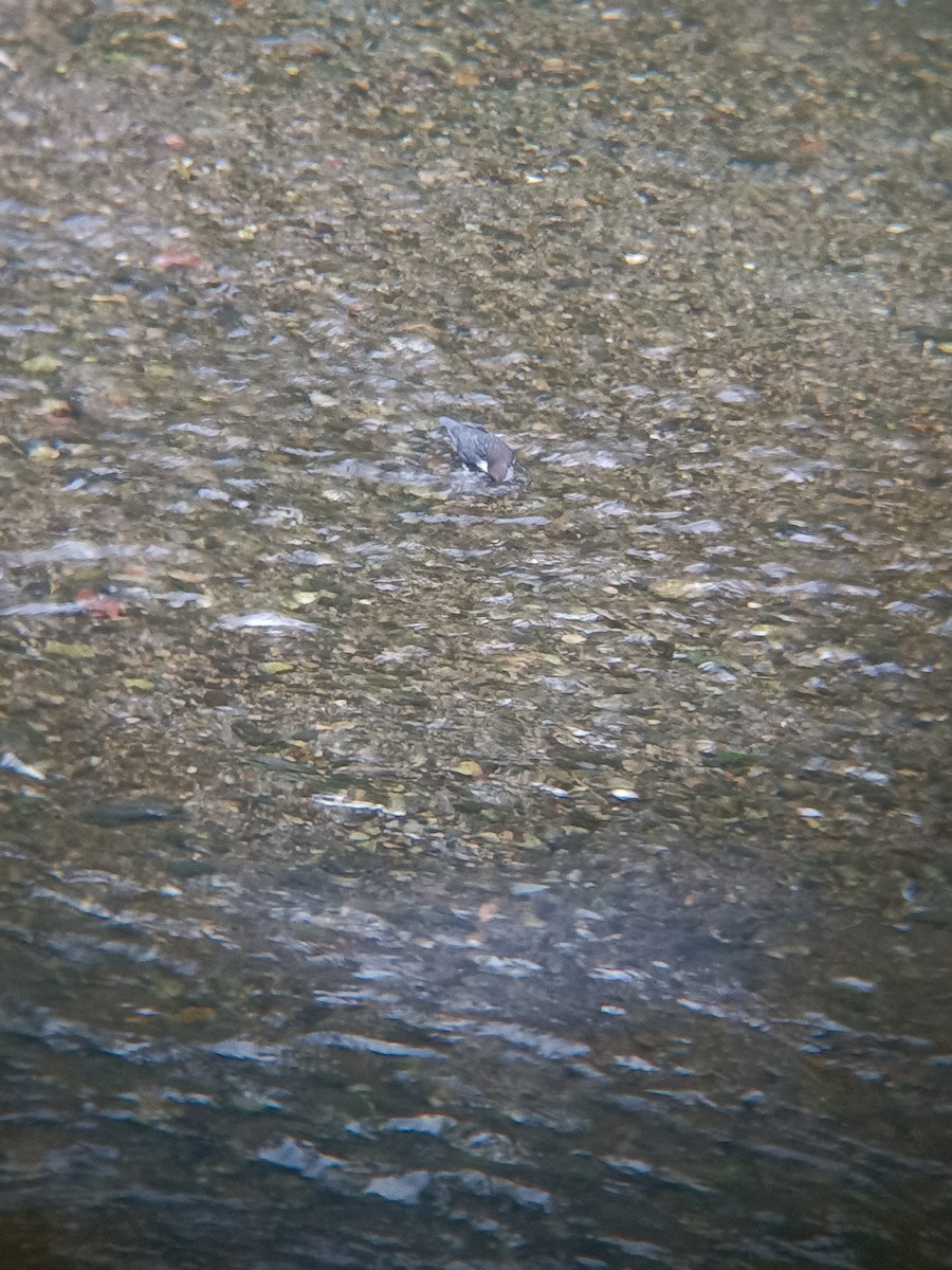 Wasseramsel - ML642875179