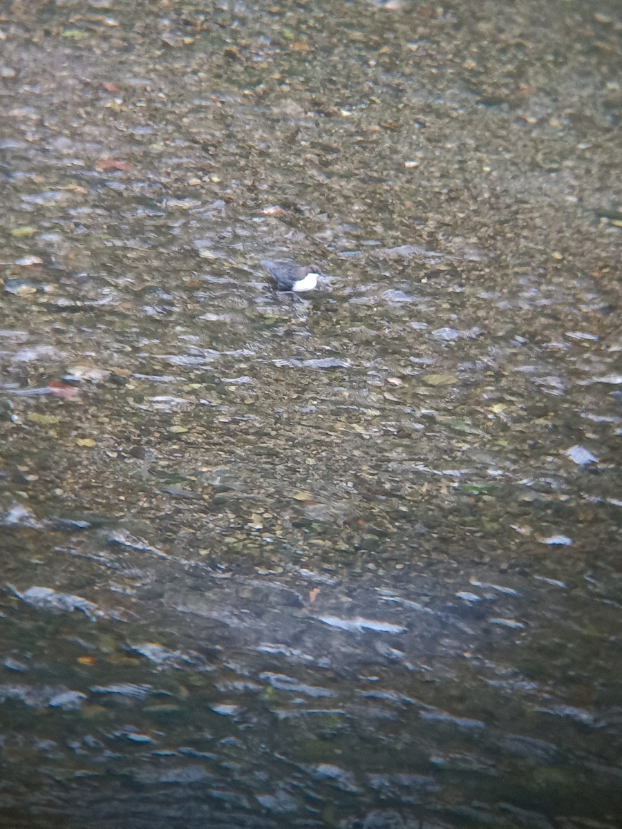 Wasseramsel - ML642875180