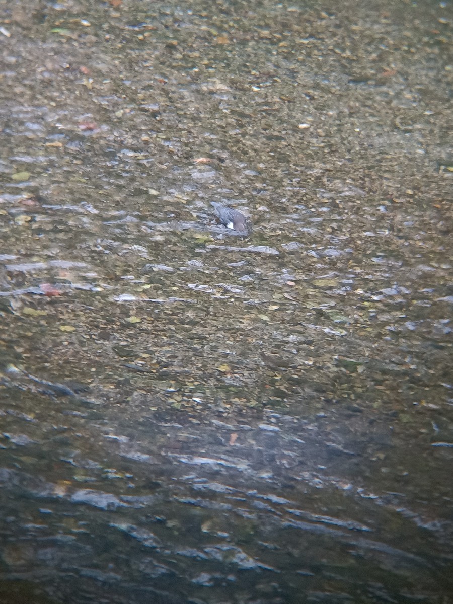 Wasseramsel - ML642875181