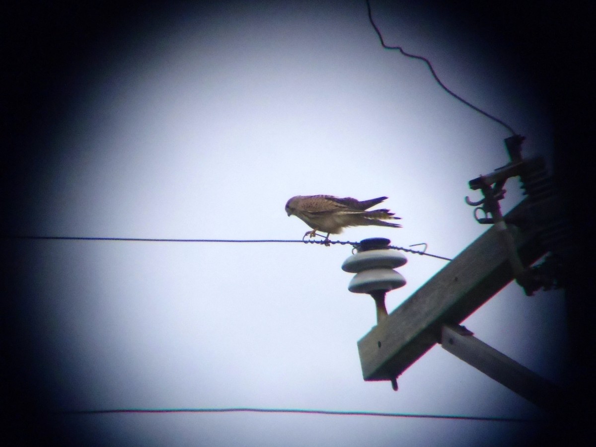 Eurasian Kestrel - ML642875194