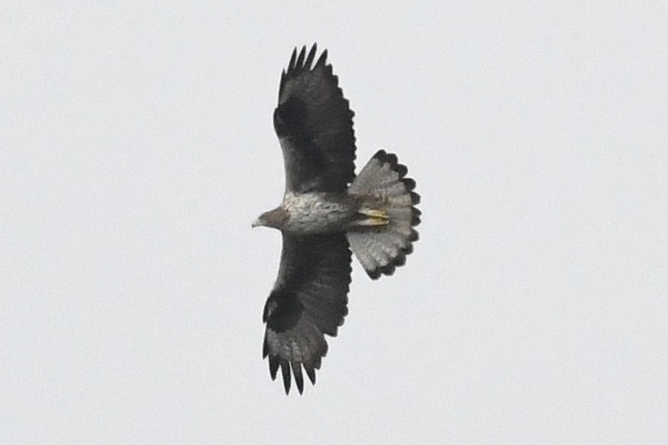 Habichtsadler - ML642875197