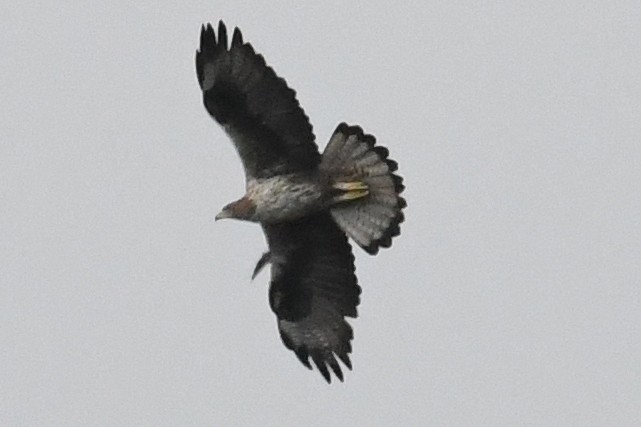 Habichtsadler - ML642875199