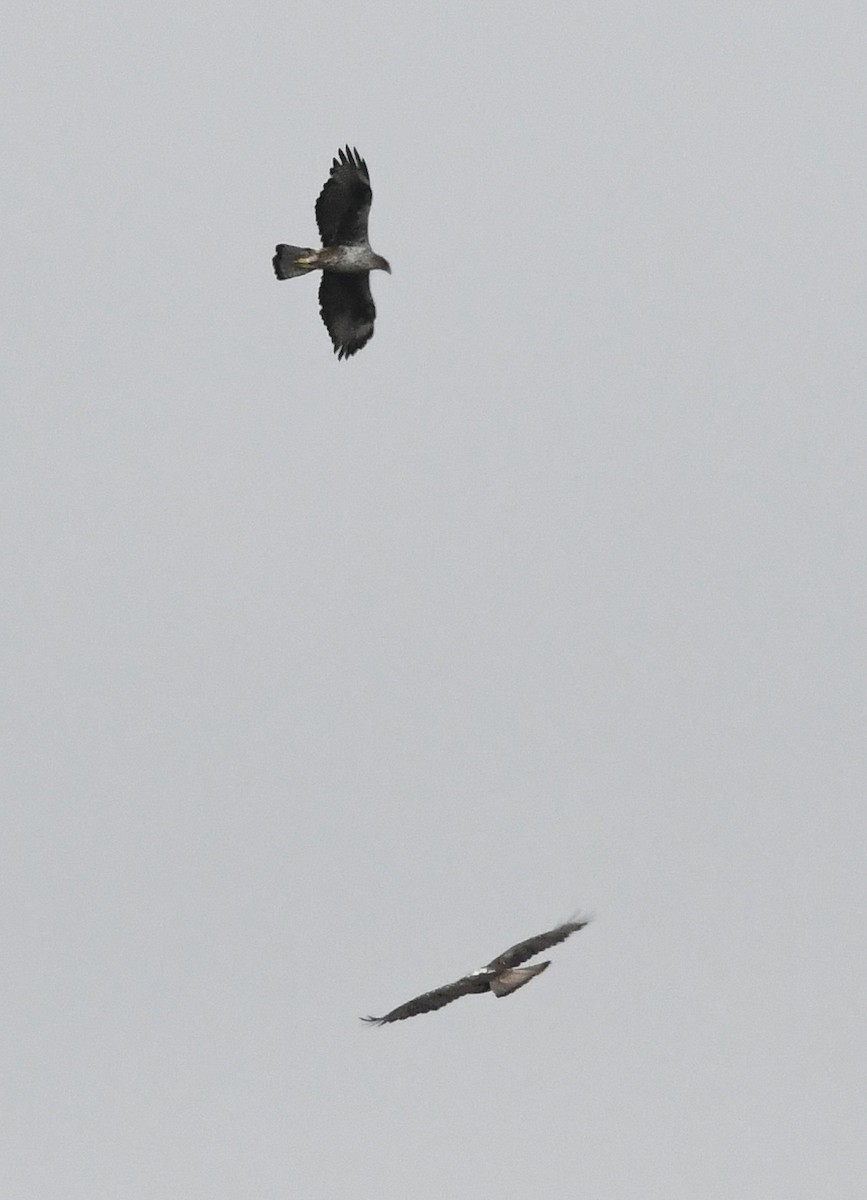 Habichtsadler - ML642875201