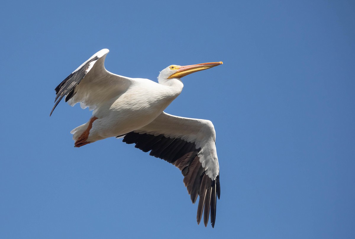 American White Pelican - ML642875202