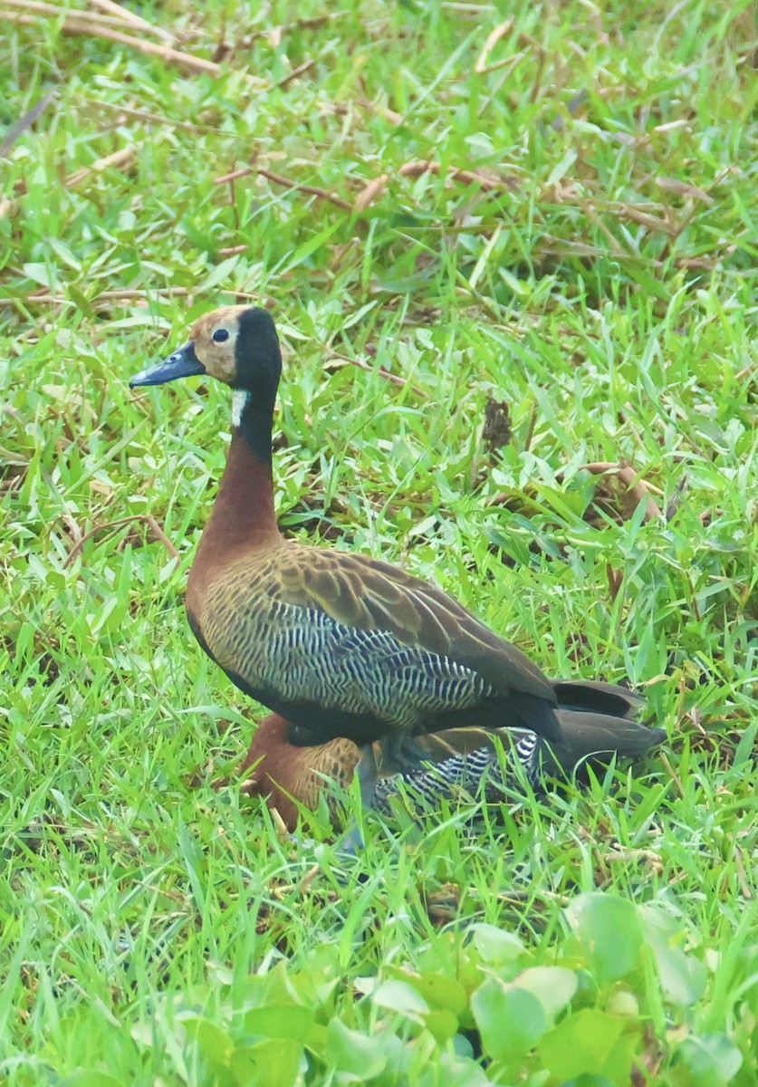 White-faced Whistling-Duck - ML642875204