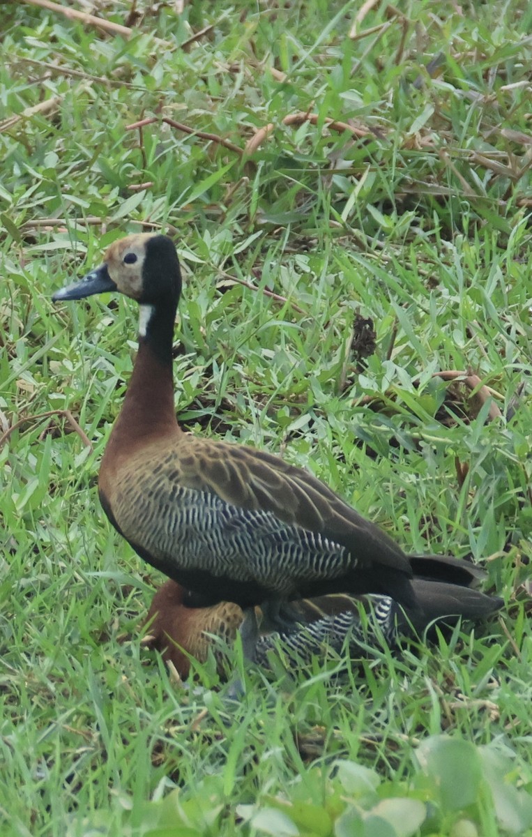 White-faced Whistling-Duck - ML642875205