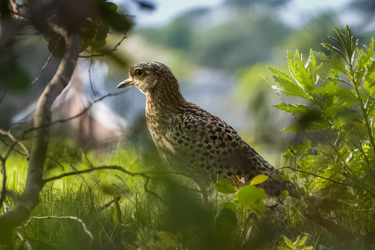 Spotted Thick-knee - ML642875214