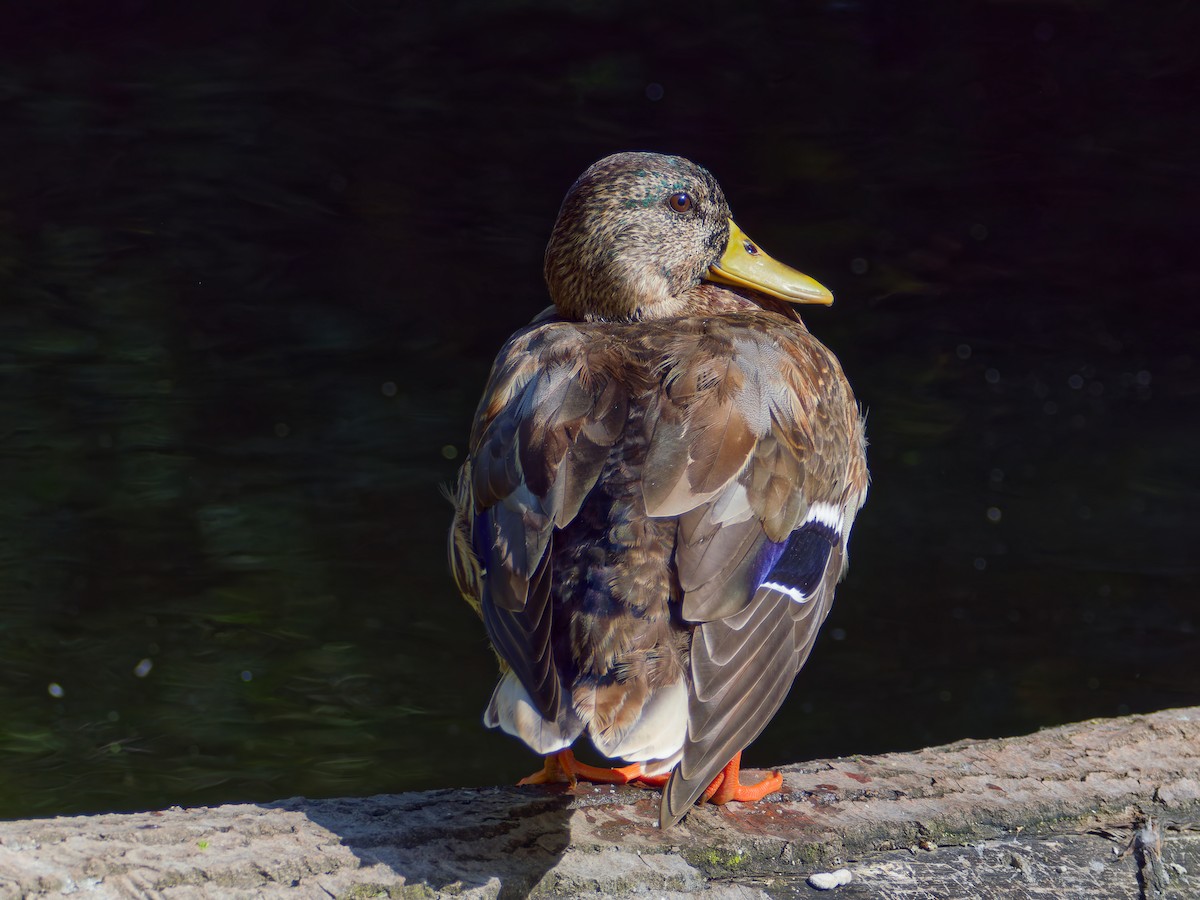 Mallard - ML642875223