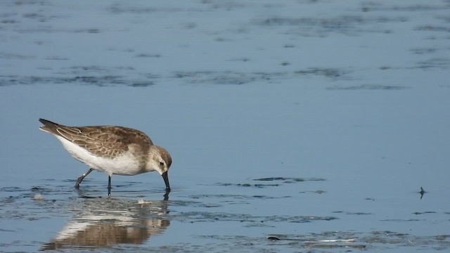 Alpenstrandläufer - ML642875257
