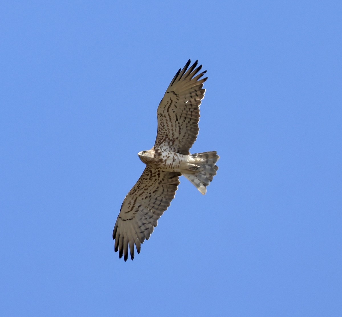 Schlangenadler - ML642875259