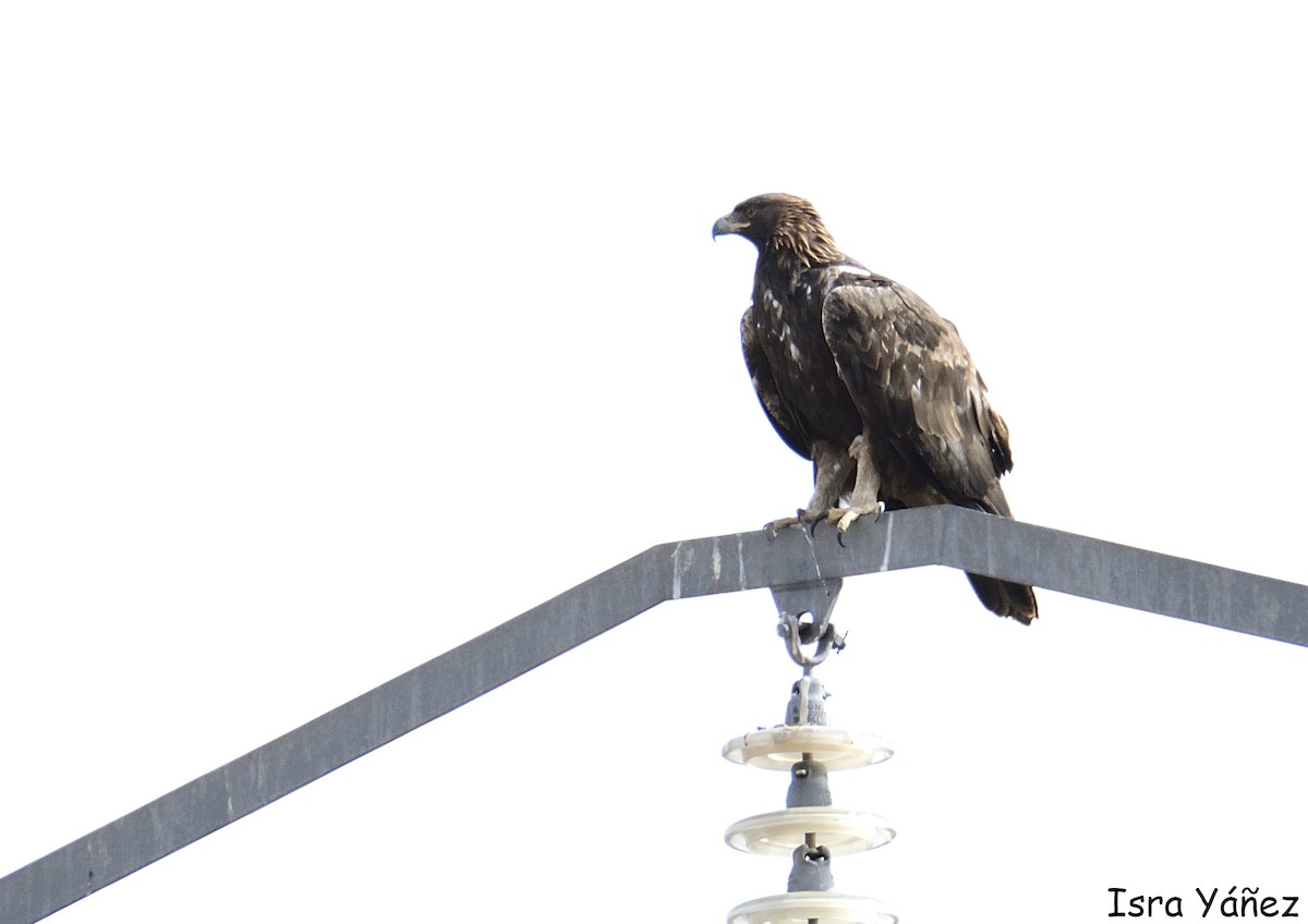 Steinadler - ML642875270