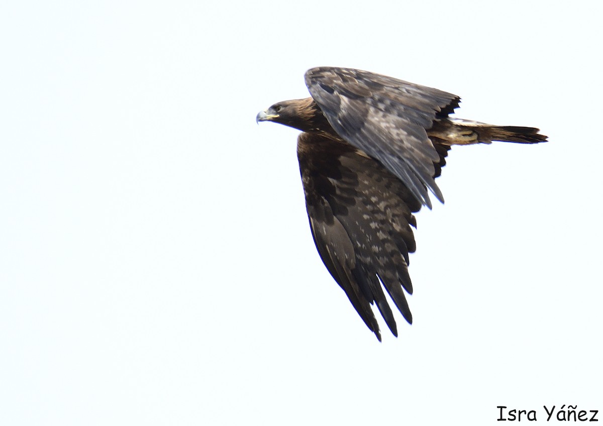 Steinadler - ML642875271