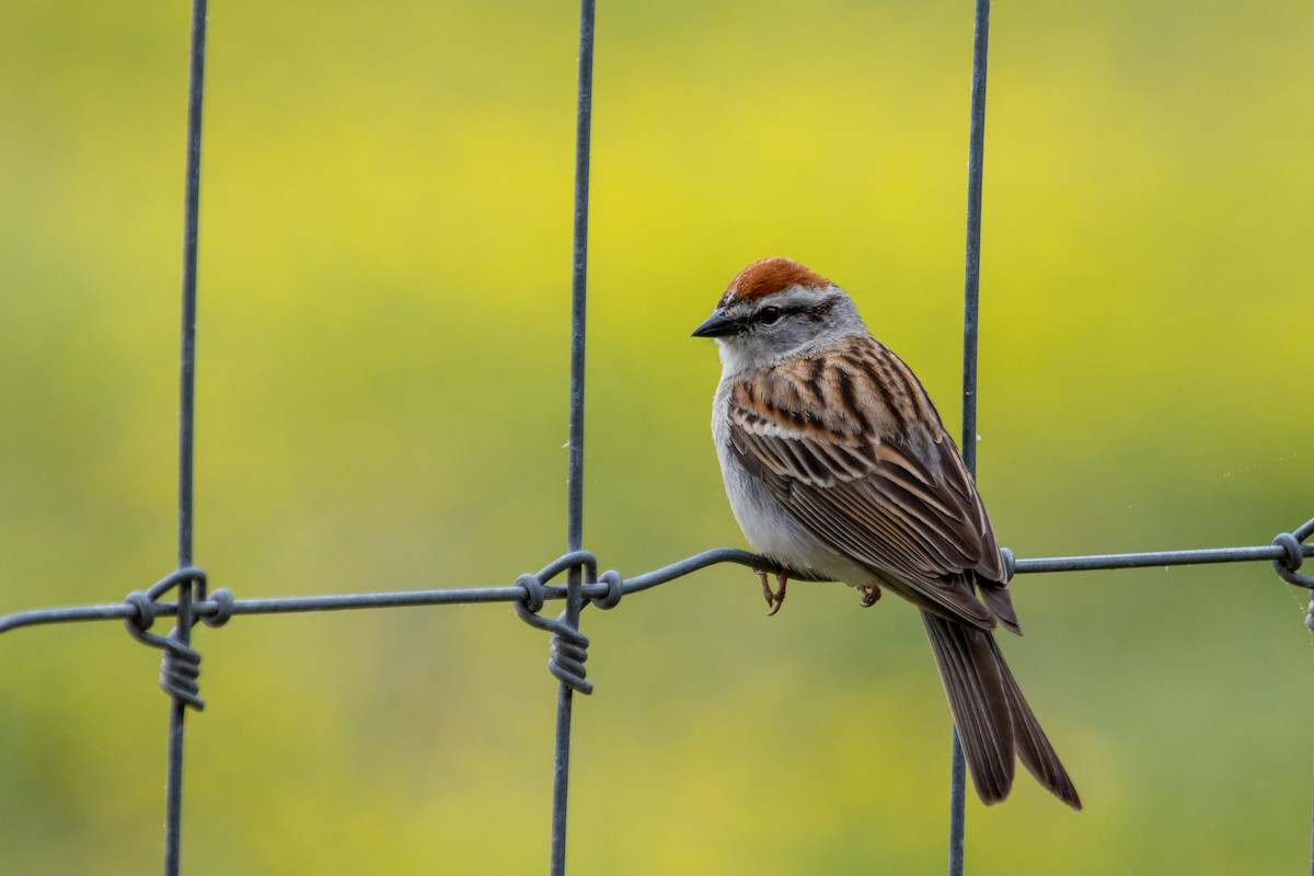 Chipping Sparrow - ML642875274