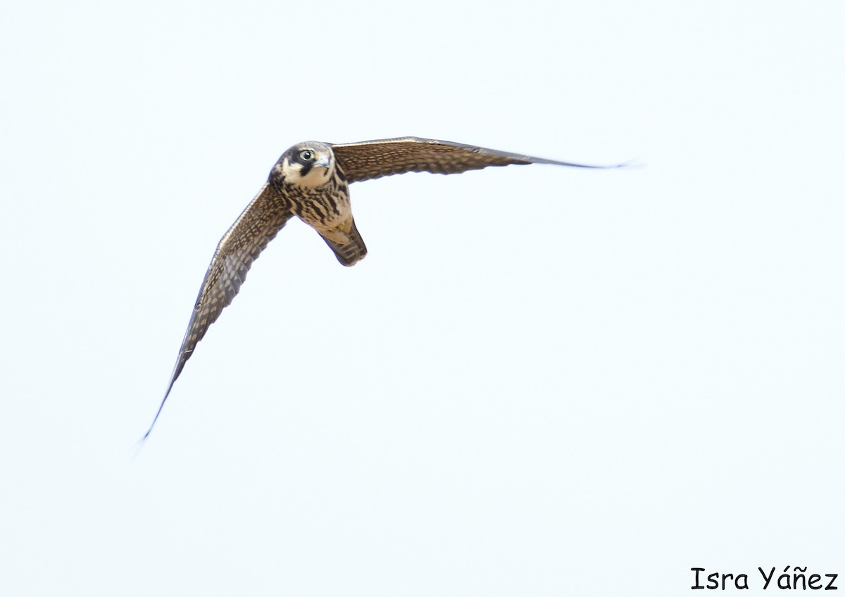 Merlin - ML642875277