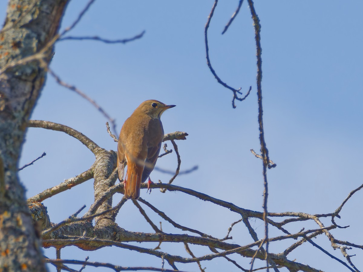 Einsiedler-Musendrossel - ML642875282