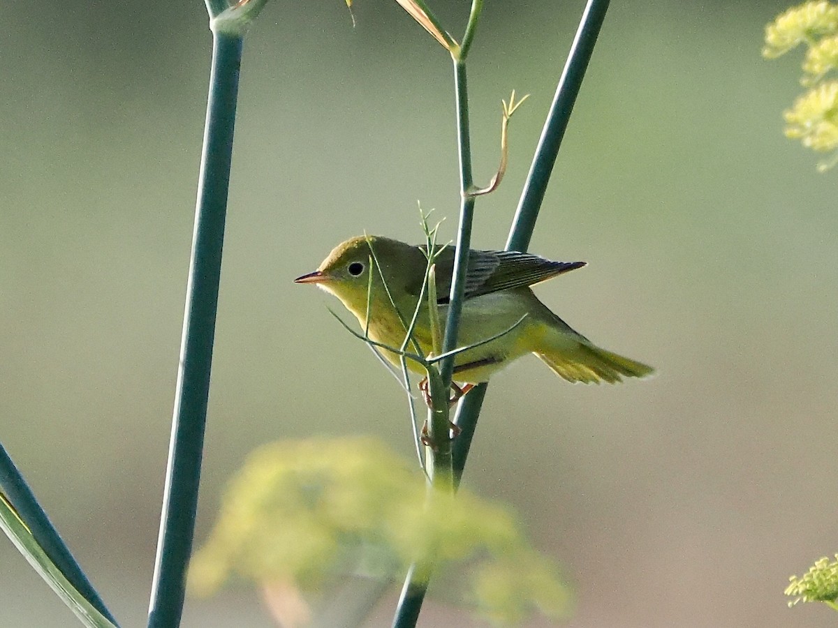 Goldwaldsänger - ML642875287