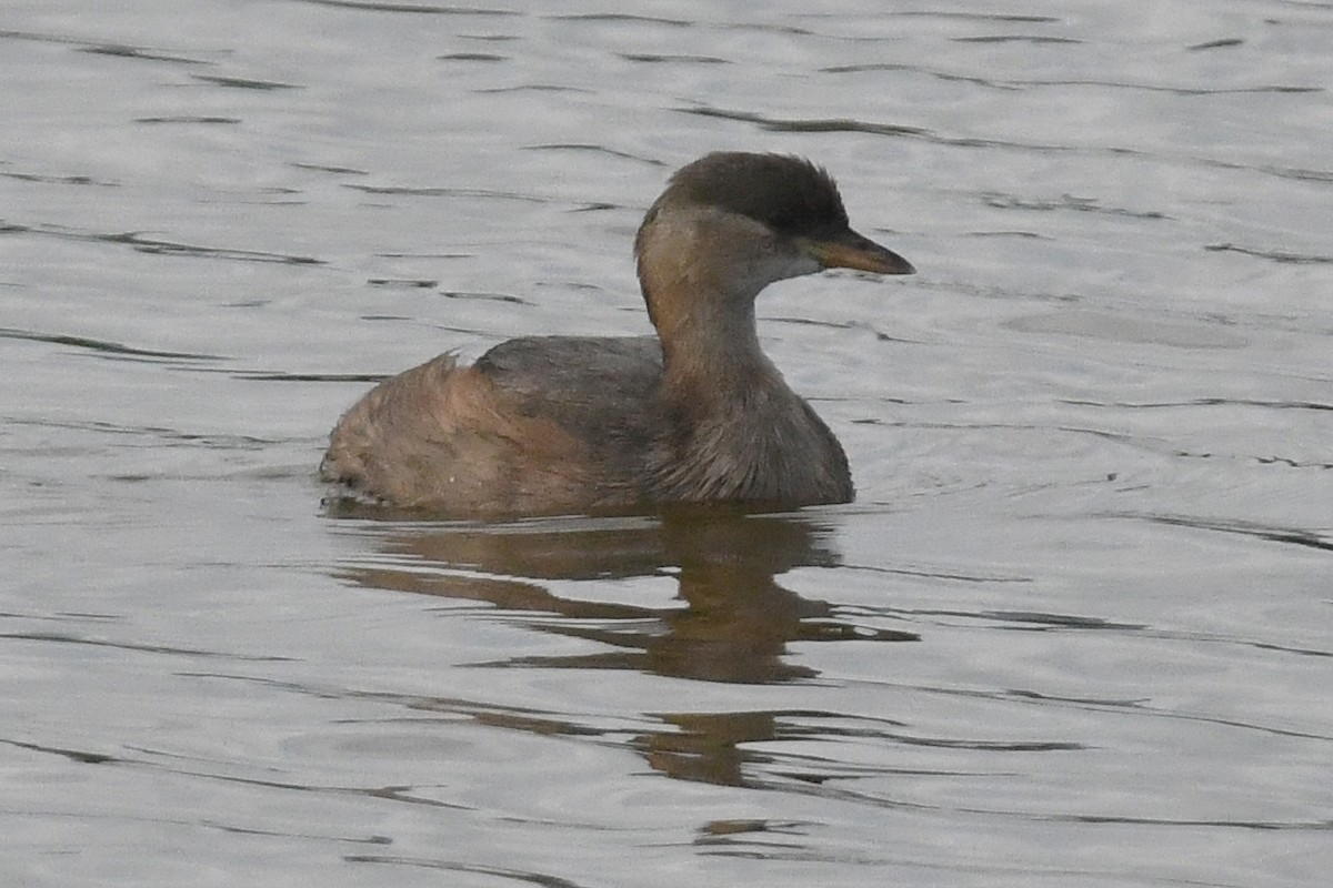 Zwergtaucher - ML642875292