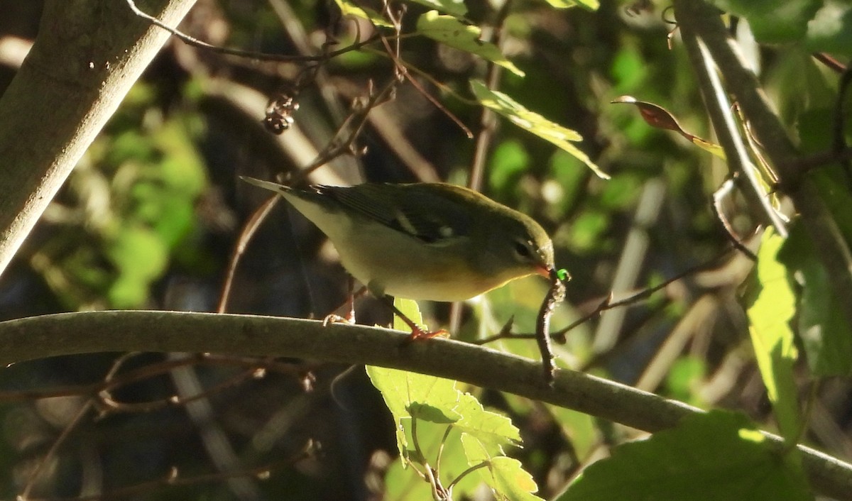 Northern Parula - ML642875295