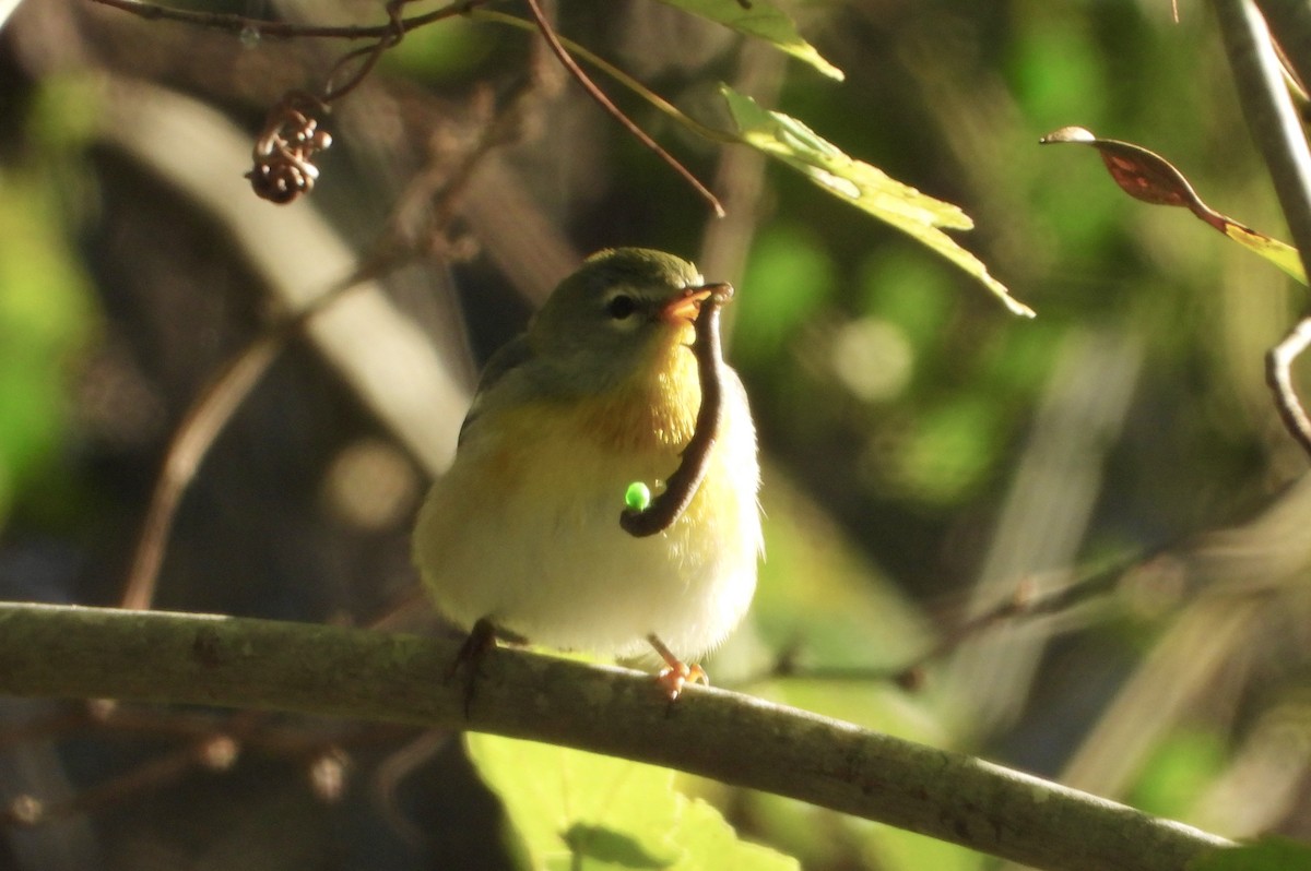 Northern Parula - ML642875296