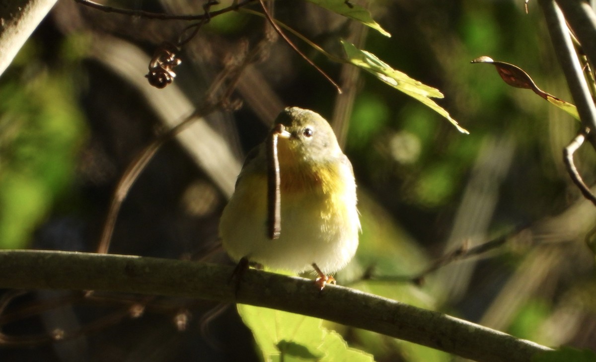 Northern Parula - ML642875297