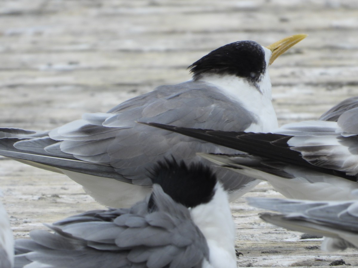 Great Crested Tern - ML642875305