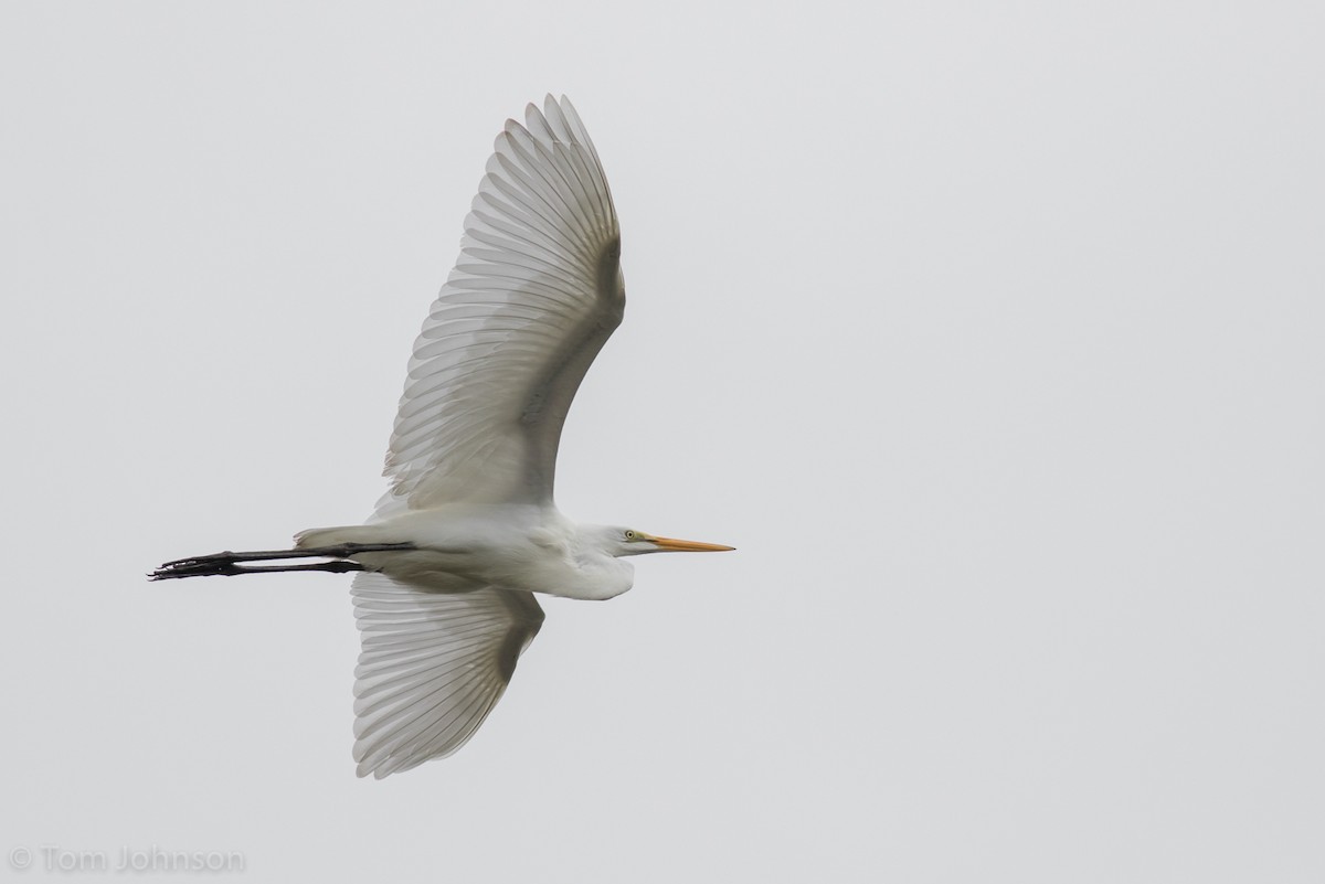 Great Egret - ML64287531