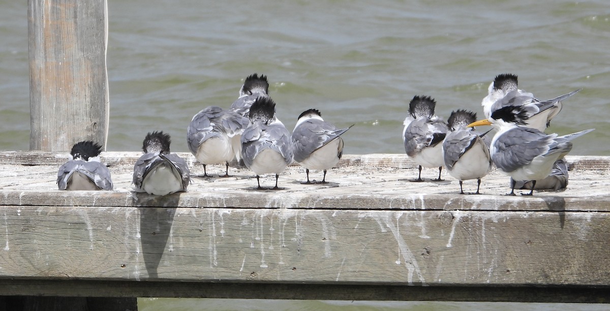 Great Crested Tern - ML642875311