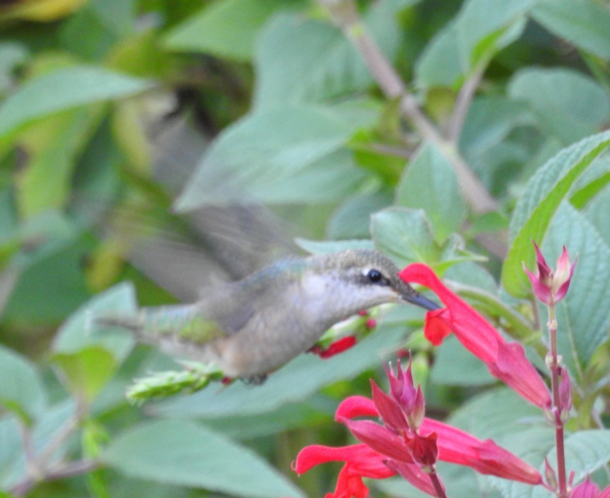 Ruby-throated Hummingbird - ML642875320