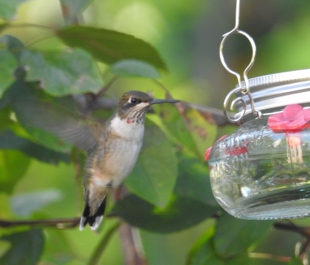 Ruby-throated Hummingbird - ML642875321