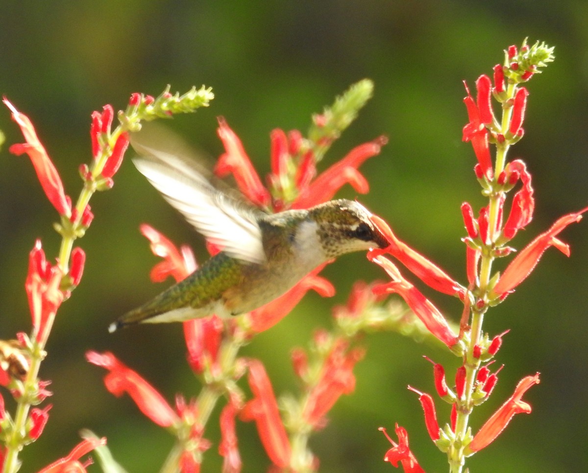Ruby-throated Hummingbird - ML642875322