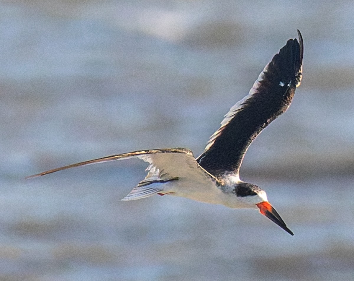 Black Skimmer - ML642875329