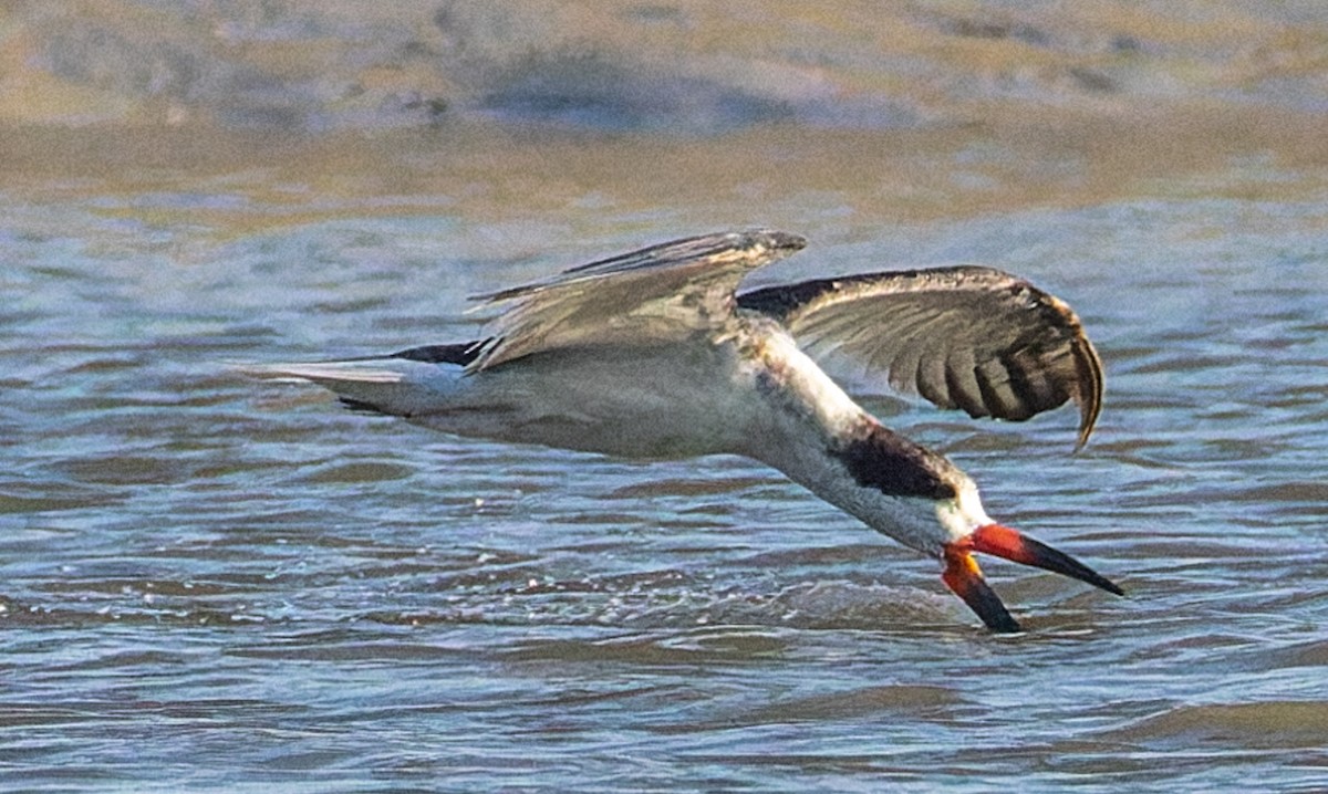 Black Skimmer - ML642875330