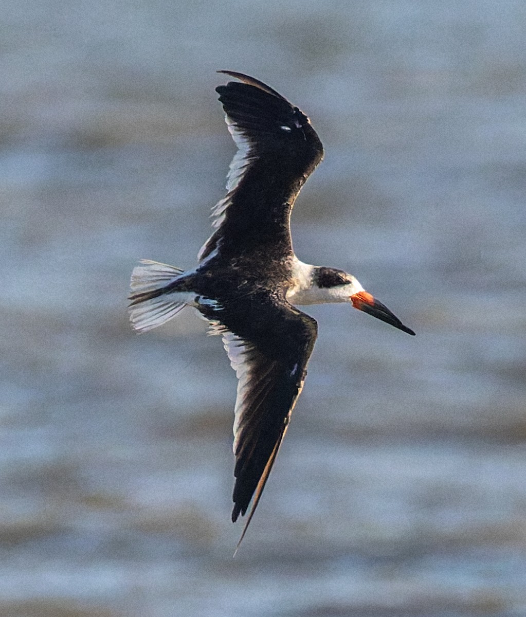 Black Skimmer - ML642875331
