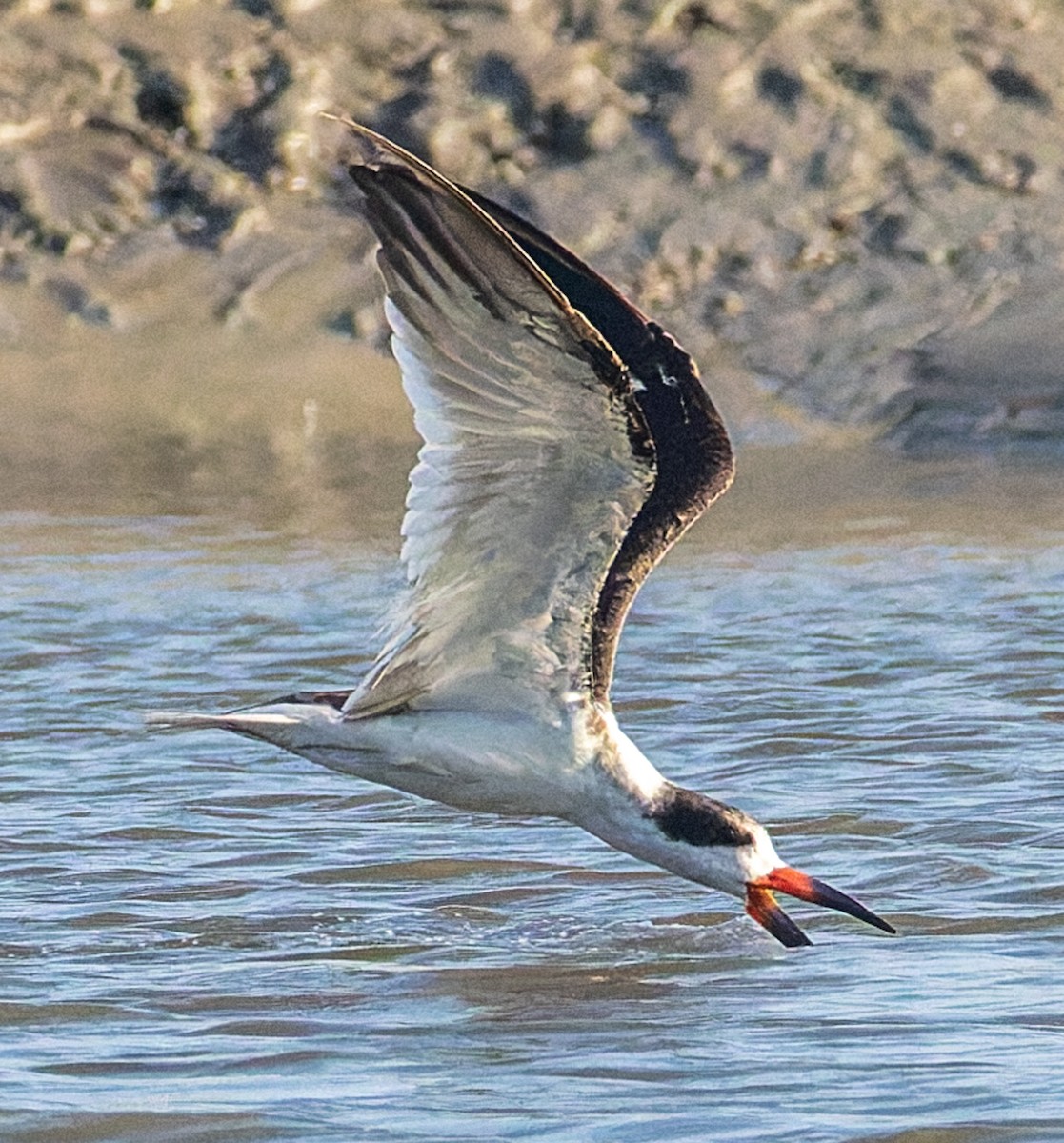 Black Skimmer - ML642875332