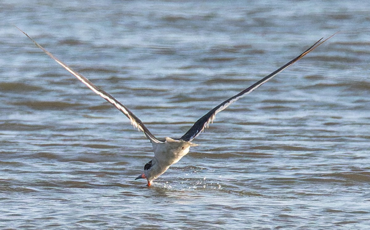 Black Skimmer - ML642875333