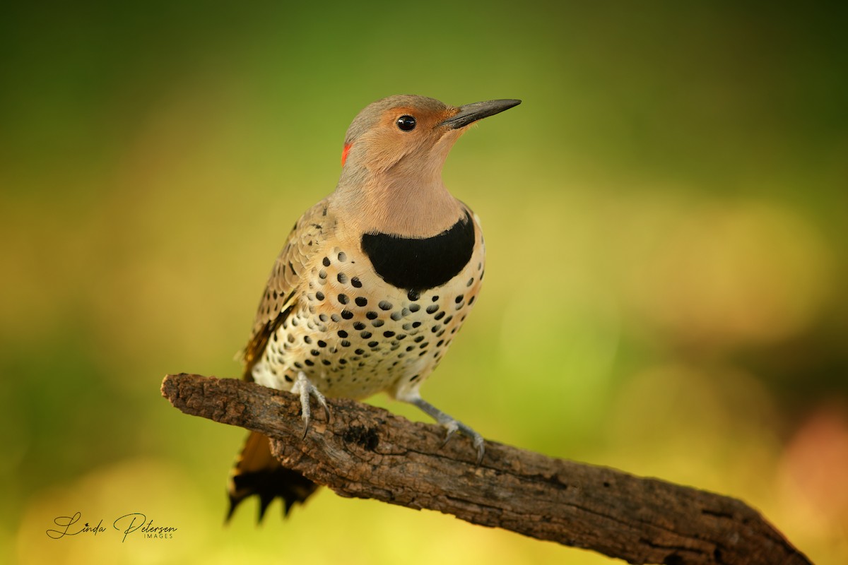 Northern Flicker - ML642875338
