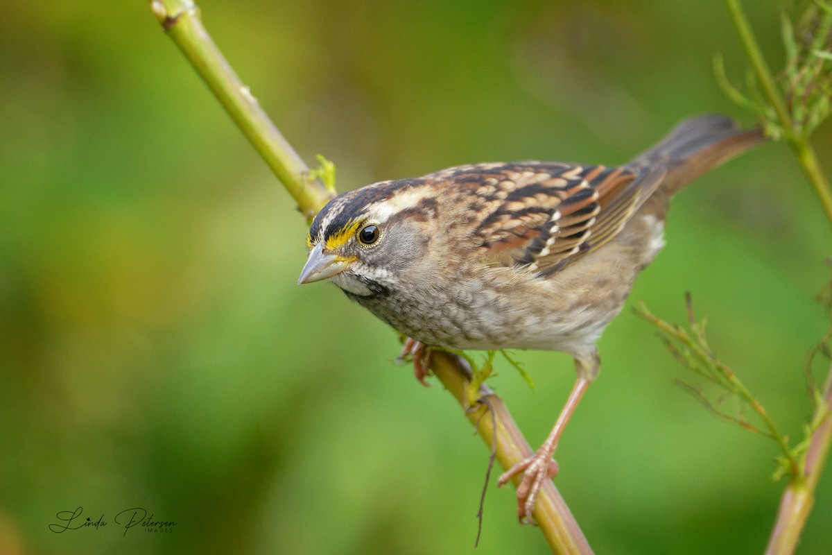White-throated Sparrow - ML642875353