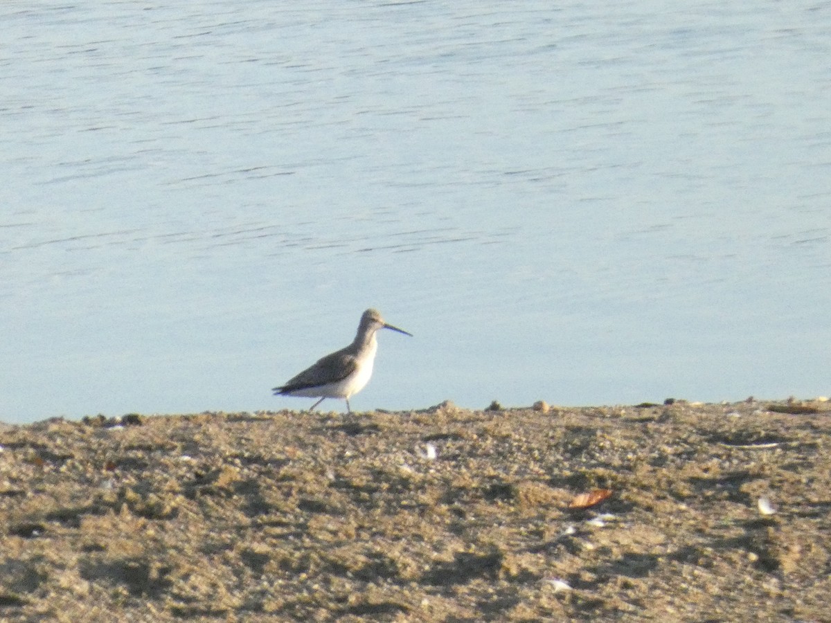 Stilt Sandpiper - ML642875356