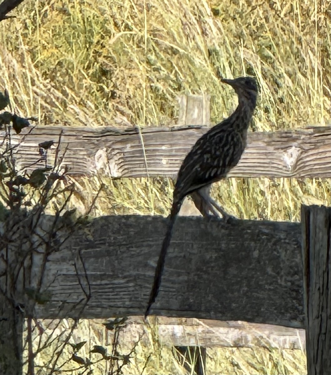 Greater Roadrunner - ML642875360
