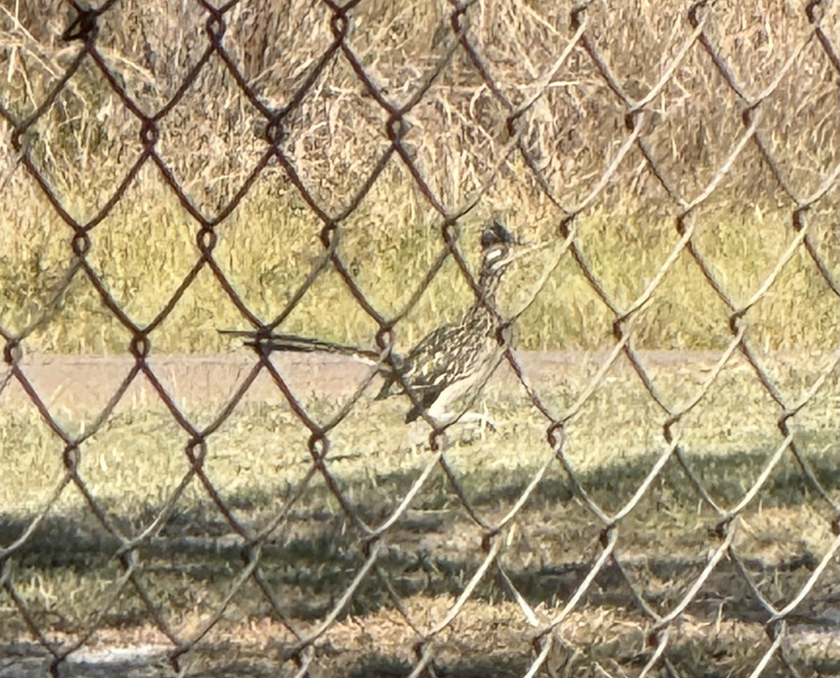 Greater Roadrunner - ML642875361