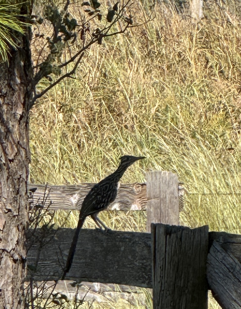Greater Roadrunner - ML642875362