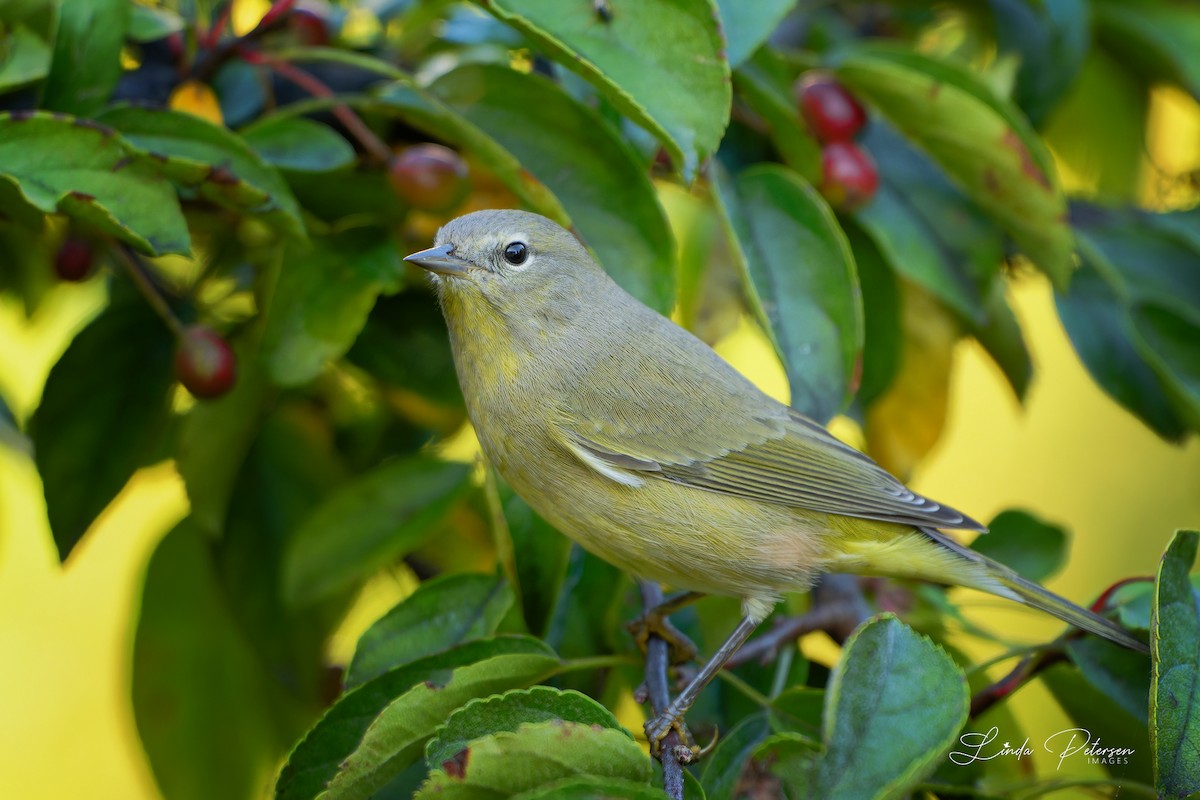 Orange-crowned Warbler - ML642875363