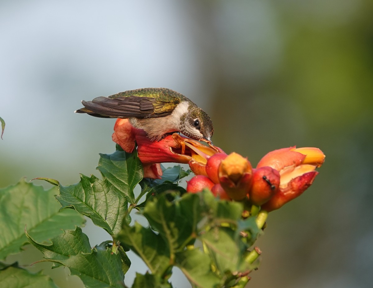 Ruby-throated Hummingbird - ML642875371