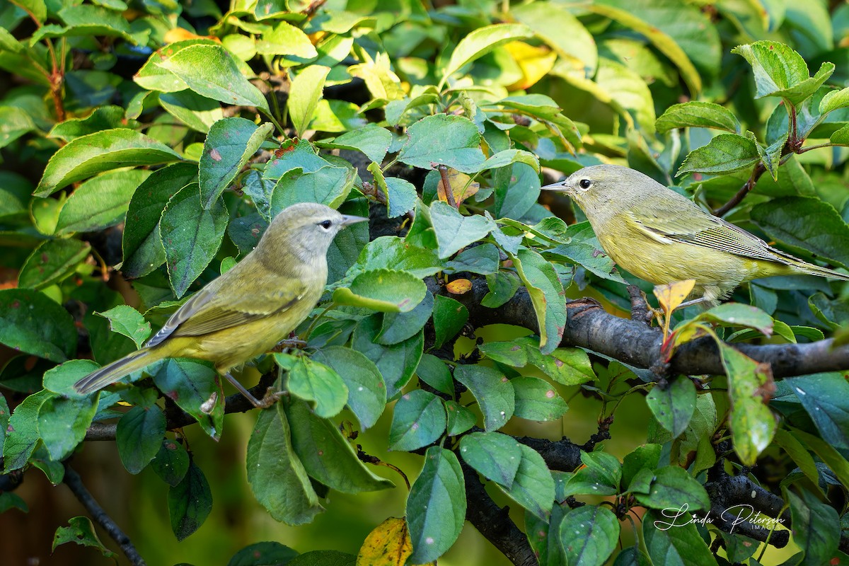 Orange-crowned Warbler - ML642875372