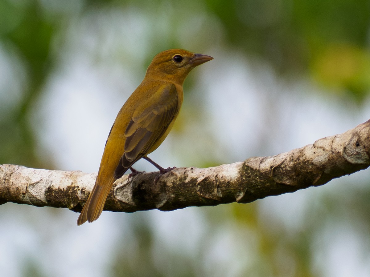 Summer Tanager - ML642875375