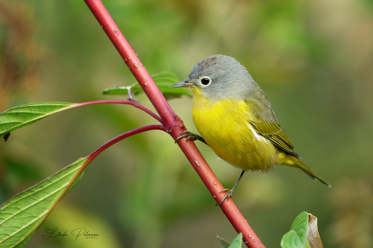 Nashville Warbler - ML642875377