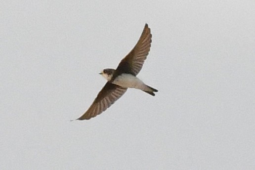 Bank Swallow - ML642875379