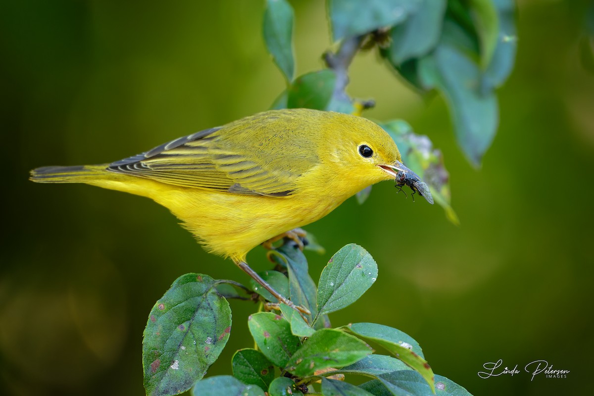 Yellow Warbler - ML642875383