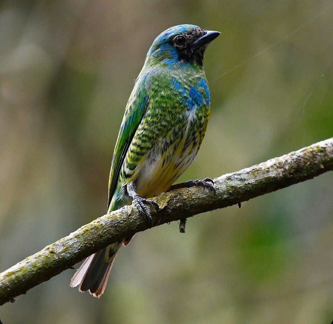 Swallow Tanager - ML642875386
